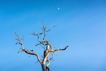 Landscape of Dead Tree at Daylight With The Moon, Abstract Background of The Nature.