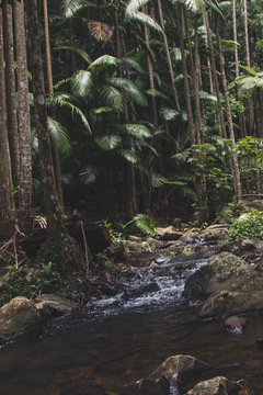 Mt Tambourine