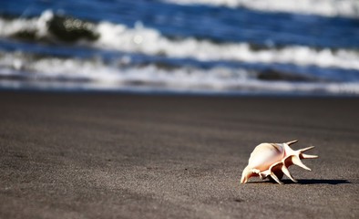 Sea shell on the beach.