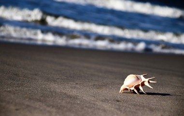 Sea shell on the beach.