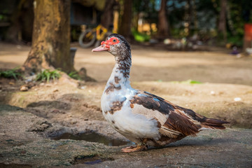 philippines duck