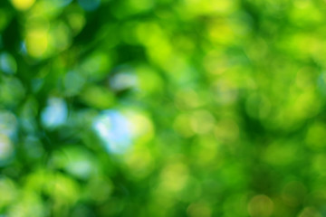 Abstract green bokeh with blurred background.
