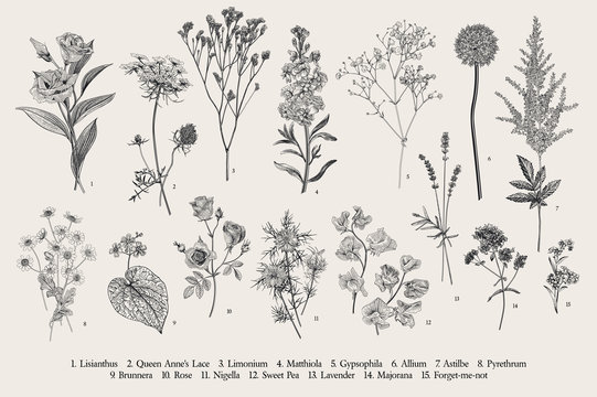 Pea Plant. Botanic Illustrations set | Pea plant, Plant drawing,  Illustration