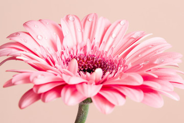 Pink gerbera flower with drops close-up 