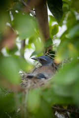 Momma Bird in Nest