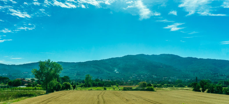 Italy, Rome to Florence train, a herd of cattle grazing on a lush green field