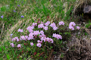 Zwerg-Alpenrose (Rhodothamnus chamaecistus)