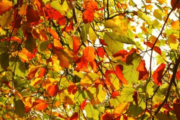 Colourful Autumn Leaves.