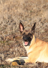 Dog with a ball of breed Belgian Shepherd Malinois in the spring grass
