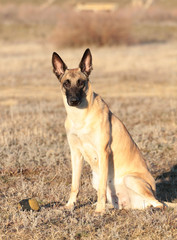 Dog with a ball of breed Belgian Shepherd Malinois in the spring grass