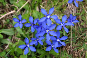 Fr&uuml;hlings-Enzian (Gentiana verna) oder Schusternagerl