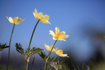 Gelbe Alpen-Kuhschelle oder -K&uuml;chenschelle (Pulsatilla alpina) oder Schwefelanemone
