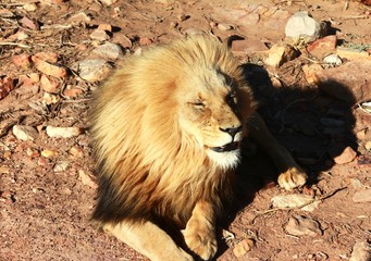 The lion safari in cape town , south africa