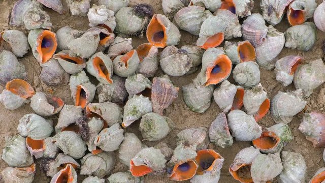 Many beautiful shells of rapan on the sand on the black sea coast. Close-up view.