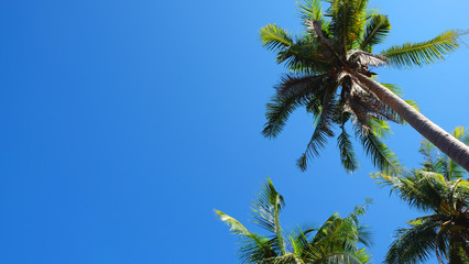 Coconut tree with clear blue sky on summer background.