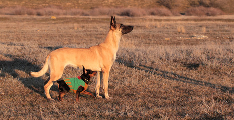 Two dogs, big and small, the Belgian Shepherd Malinois and a miniature pinscher in spring grass in...