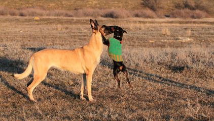 Two dogs, big and small, the Belgian Shepherd Malinois and a miniature pinscher in spring grass in...