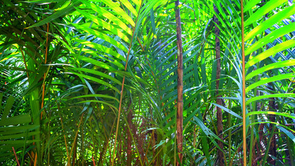 Naklejka na ściany i meble Sweet palm tree in mangrove tropical forest beside the sea greenery background.