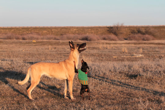 Two dogs, big and small, the Belgian Shepherd Malinois and a miniature pinscher in spring grass in nature