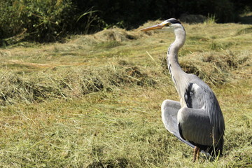 Fototapeta premium Grey heron warming up in the sun in a natural meadow