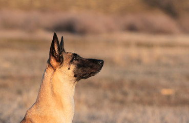 Spring Portrait of a beautiful dog breed Belgian Shepherd Malinois in the grass