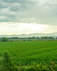 Fototapeta premium Italy, Rome to Florence train, a large green field with trees in the background
