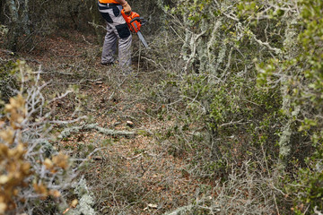 Man cutting trees using an electrical chainsaw in the forest.