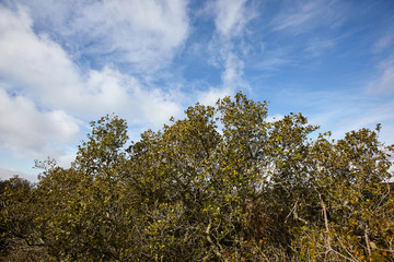 Obraz premium landscape of bushes and blue sky in a forest.