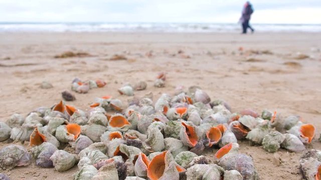 Many beautiful shells of rapan in the sand on the black sea coast. Sea waves.