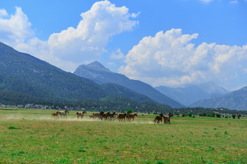 Fototapeta na wymiar galloping wild horses in nature and wildlife areas