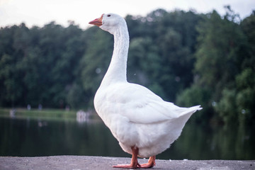 an important white goose stands on the edge of a concrete dam and looks into the camera