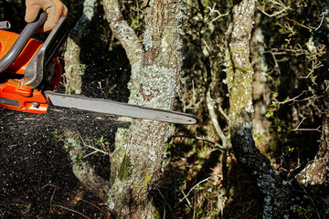 Man cutting trees using an electrical chainsaw in the forest.