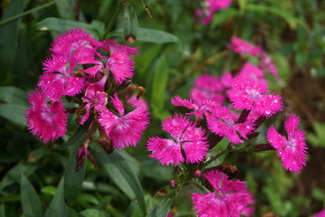 pink flowers in a green garden