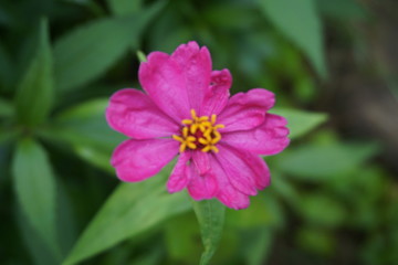 pink flowers in a green garden