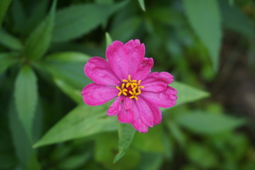 Obraz premium pink flowers in a green garden