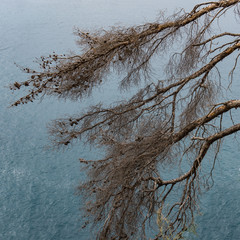 Dry pine with cones on the background of the sea