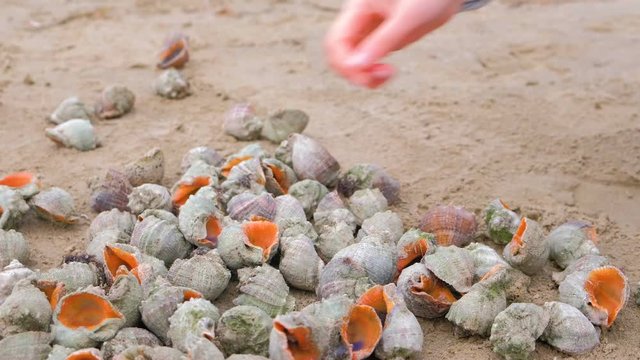Woman's hand takes shell of rapan on sea sand beach.
