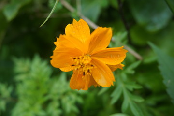 beautiful orange flowers