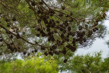 The branches of green pine with cones