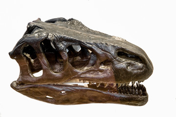 Big dinosaur skull