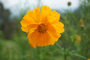 beautiful orange flowers