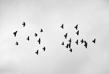 Group of pigeons flying in the sky