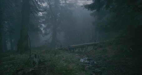 Broken tree with curvy branches in a dark wood in the Carpathians in slo-mo