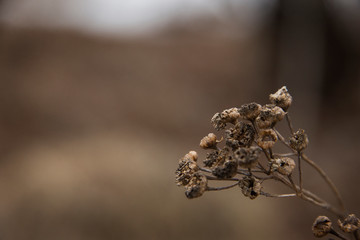 Dried up fall flowers in a meadow