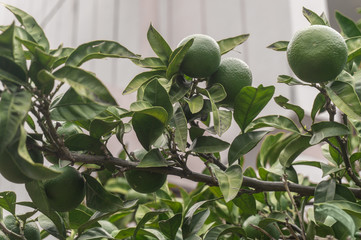 Green unripe mandarins on the tree