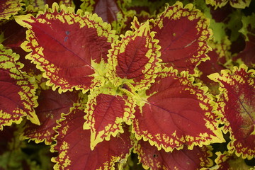 maroon leaves in the mountain