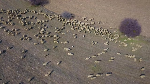 shepherd and herd of sheep