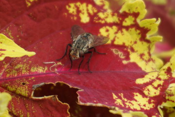 flies in red leaves