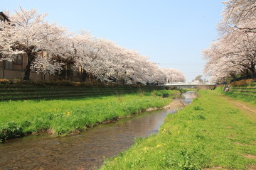 野川の桜（東京都調布市）