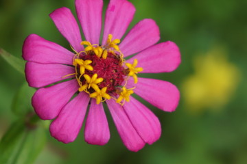 charming pink flowers